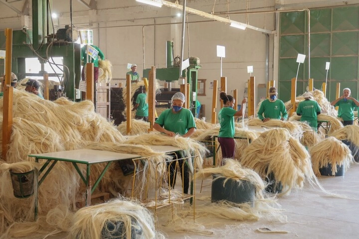 Associa&ccedil;&atilde;o sisaleira