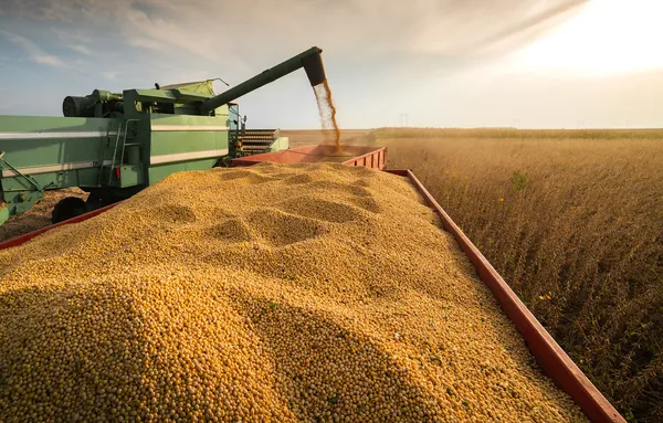 Coamo: capacidade de produ&ccedil;&atilde;o e estrutura log&iacute;stica para crescer no mercado externo