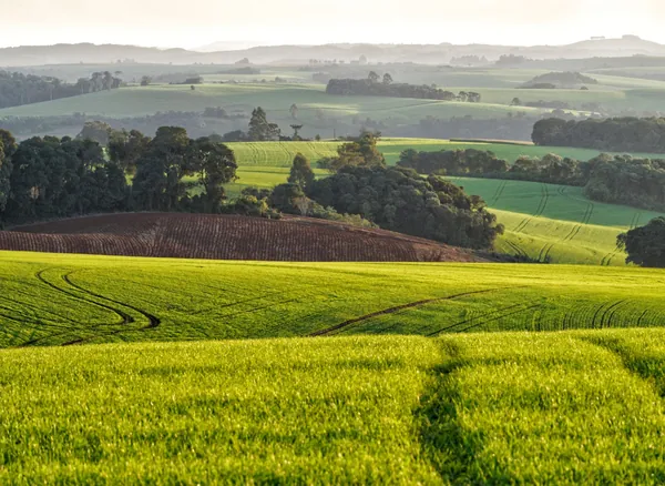 Desafios e oportunidades de neg&oacute;cios para as cooperativas agropecu&aacute;rias no segundo semestre de 2026