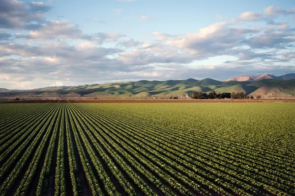 Agricultura regenerativa e cooperativismo: como pr&aacute;ticas sustent&aacute;veis geram valor e oportunidades
